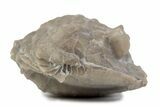 Bargain, Enrolled Asaphus Trilobite - Russia #363254-2